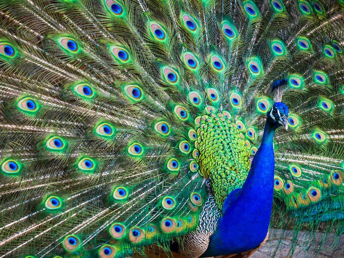 تعبیر طاووس در فال قهوه چیست
