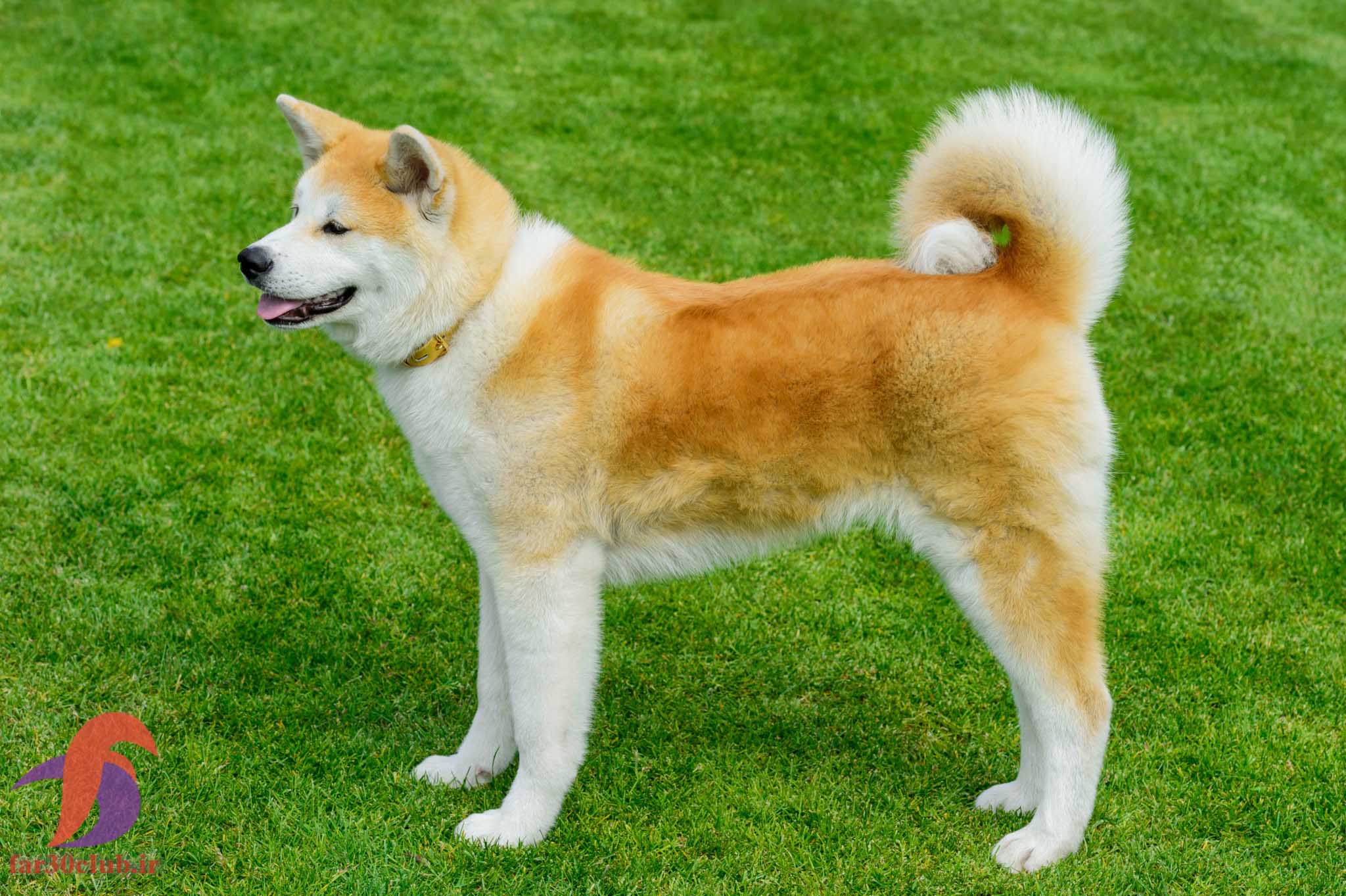 سگ طلایی