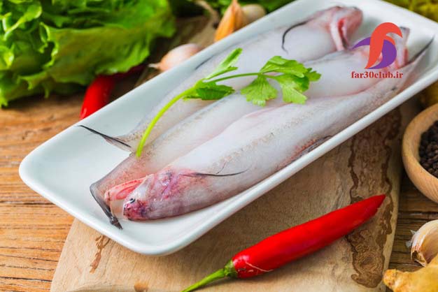 اردک ماهی اکواریوم ، اردک ماهی ایرانی
